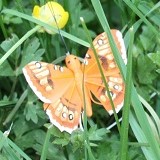 Schmetterlinge aus Federn