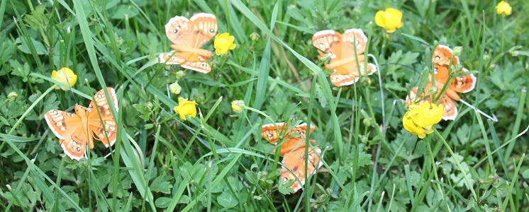 Schmetterlinge, Vögel und weitere Begleiter durch den Sommer