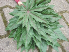 Ricinus Blätter 12 Stück