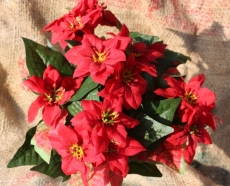 Weihnachtsstern Poinsettienbusch 27 cm 14 Blüten