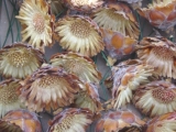 Protea Compacta Rosette Natur am Draht