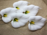 5 Calla Blüten weiß